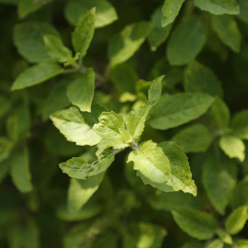 Delivering The Goodness of Nature