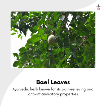 Bael Leaf Powder - A Sacred Ayurvedic Elixir for Gut Health & Holistic Healing - 100 g e 3.53 oz.