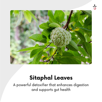 Sitaphal Blend with Neem & Bael - Purify, Restore, Rejuvenate Bilvam Herbals