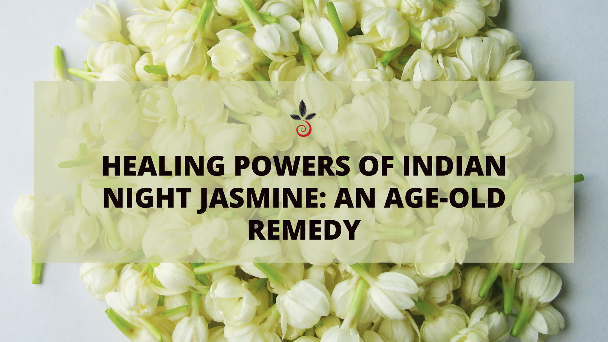 Medicinal benefits of Indian Night Jasmine