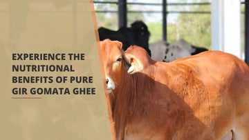 Benefits-of-Gir-Gomata-Ghee Bilvam Jaganmaata Herbals Pvt. Ltd.