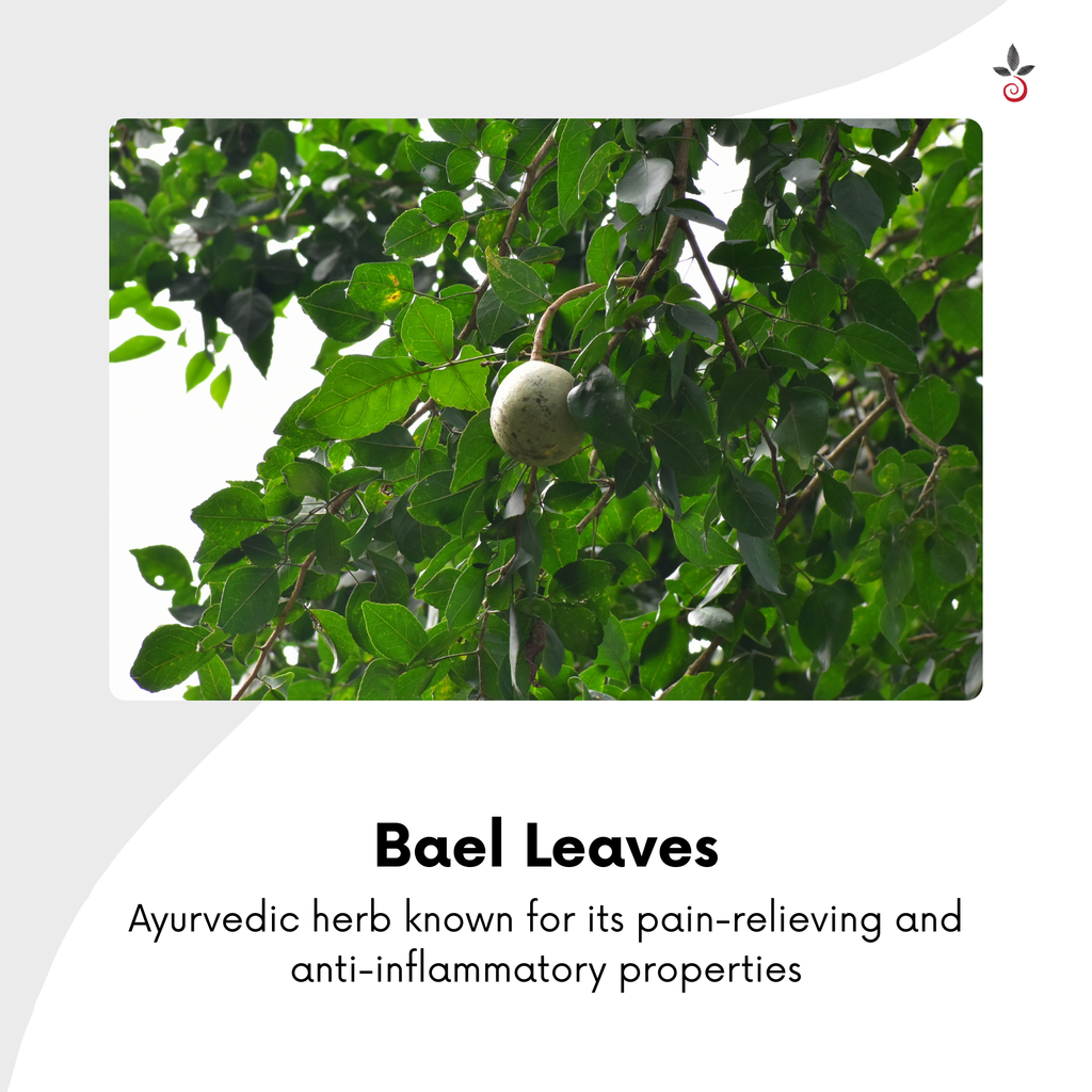 Bael Leaf Powder - A Sacred Ayurvedic Elixir for Gut Health & Holistic Healing - 100 g e 3.53 oz. Bilvam Herbals