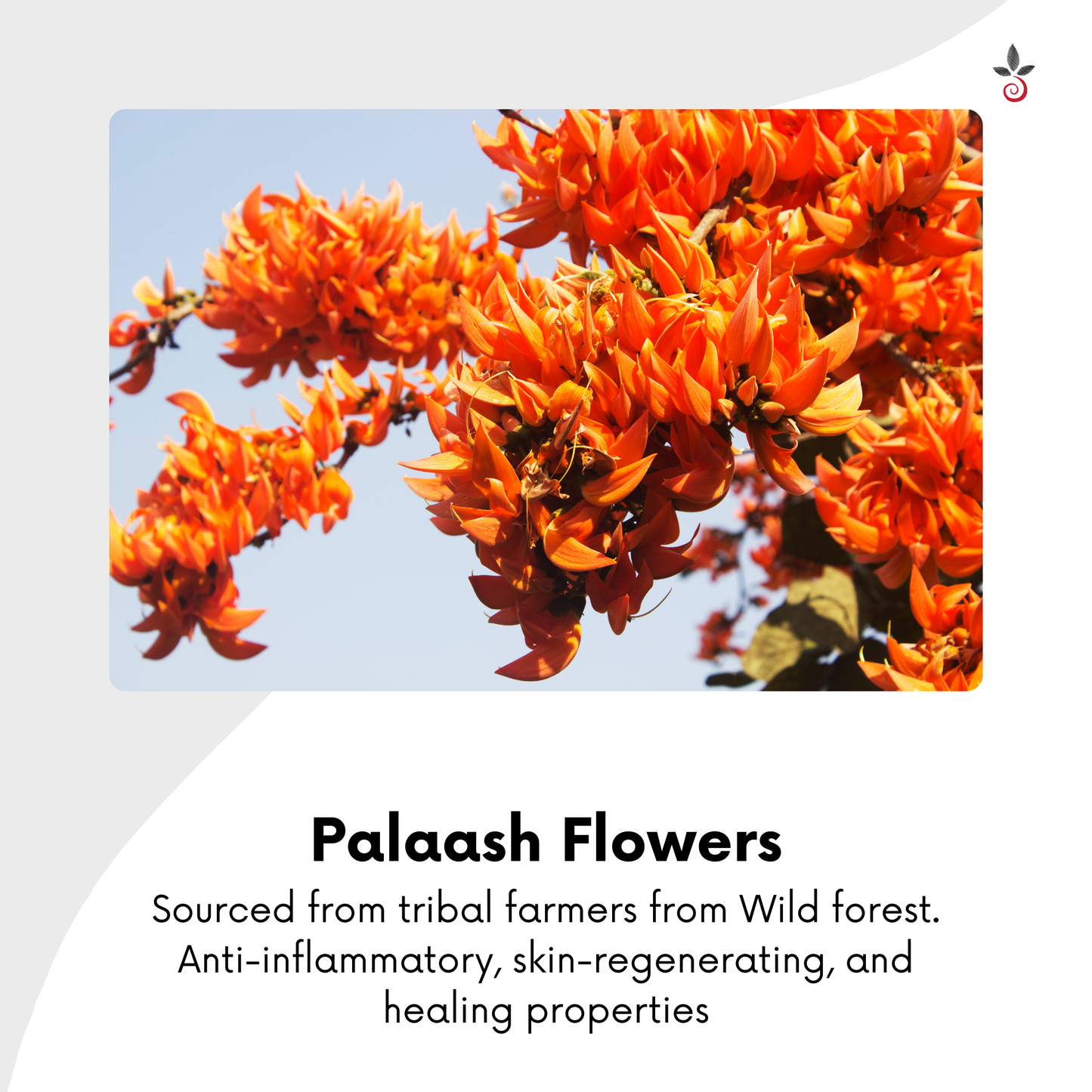 Palaash Flowers infused sesame oil - A Timeless Elixir for Luminous, Ageless Skin Bilvam Herbals
