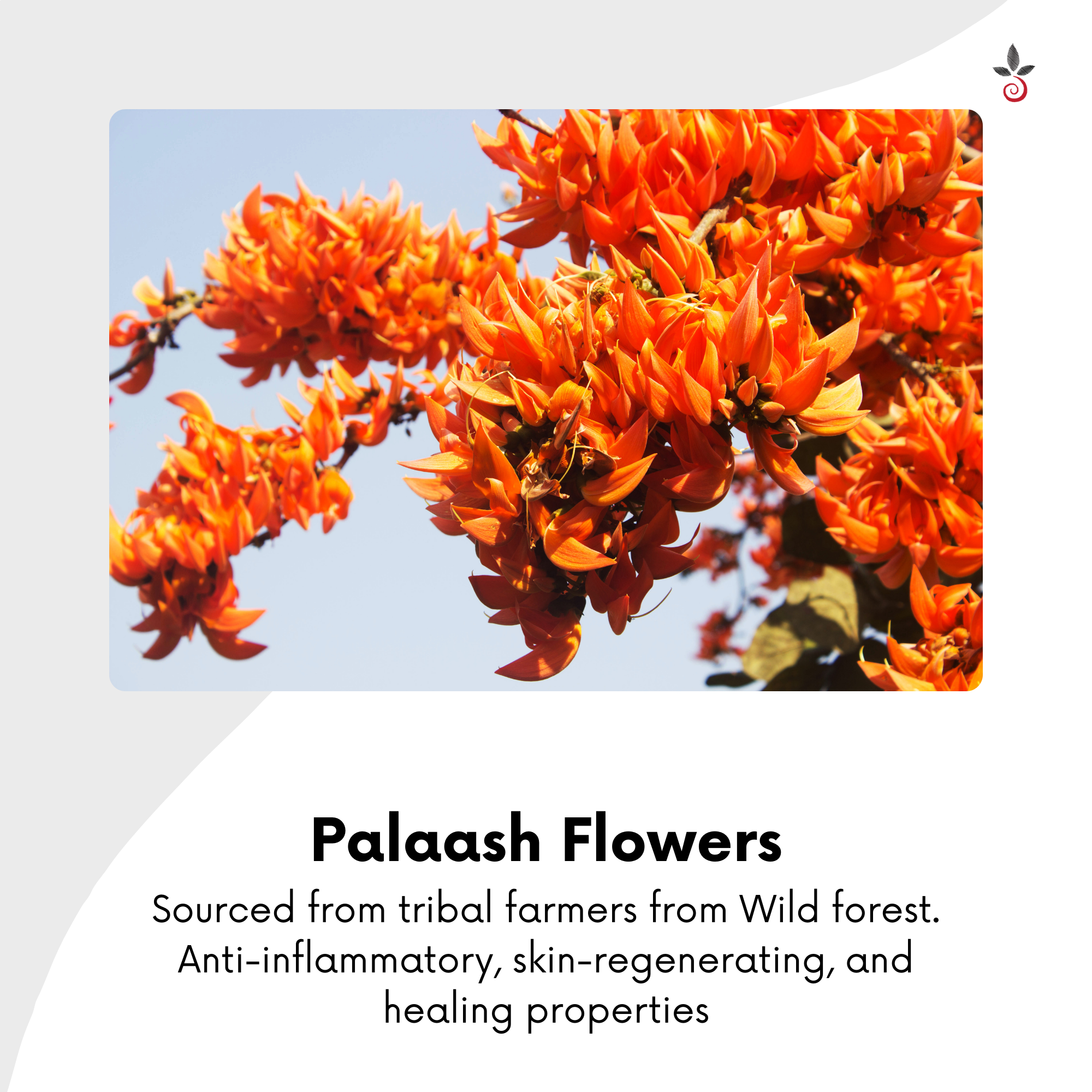 Palaash Flowers infused sesame oil - A Timeless Elixir for Luminous, Ageless Skin Bilvam Herbals
