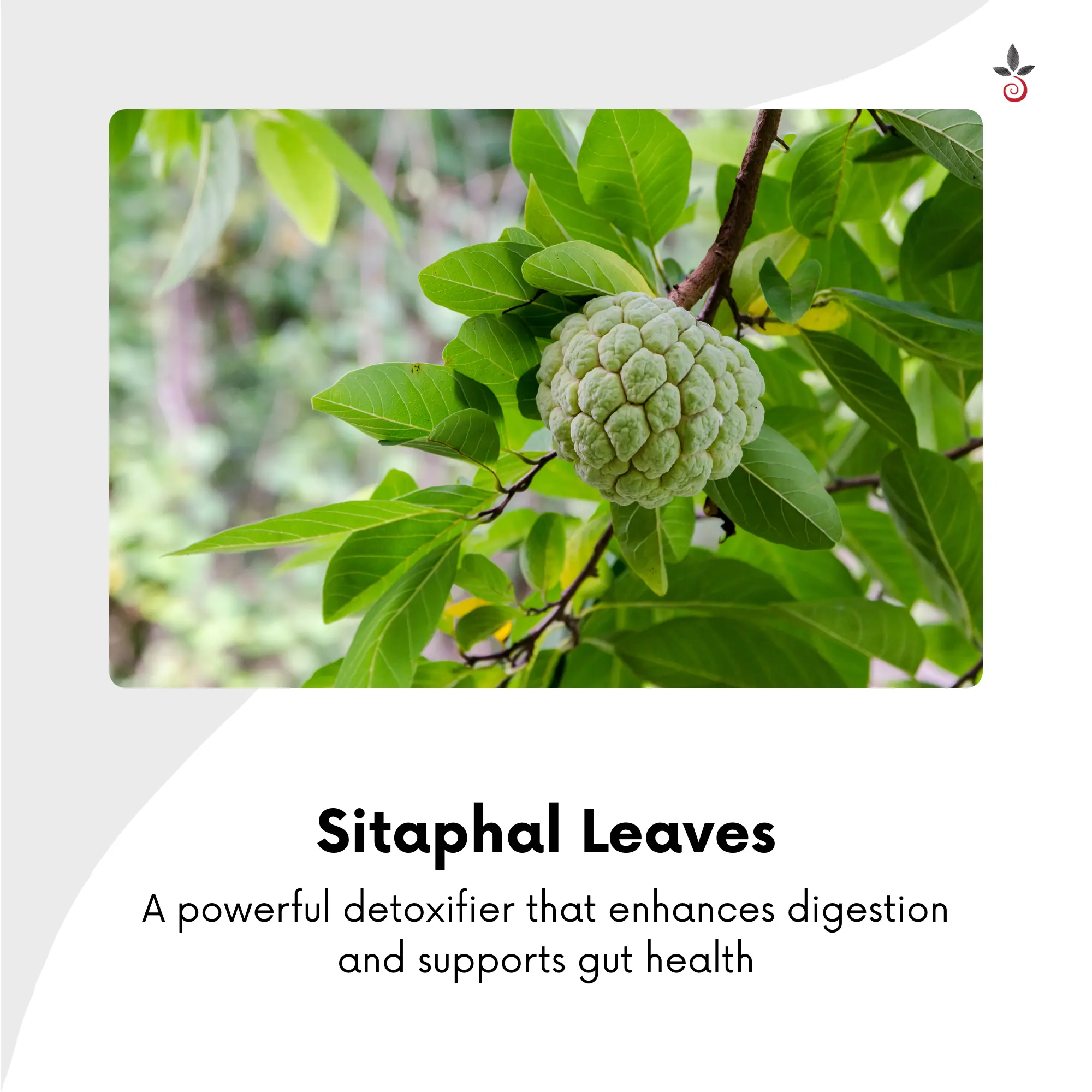 Sitaphal Blend with Neem & Bael - Purify, Restore, Rejuvenate Bilvam Herbals