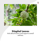 Tulasi Sitaphal Bael Capsules - Find Your Inner Calm, Naturally -  120N Bilvam Jaganmaata Herbals Pvt. Ltd.