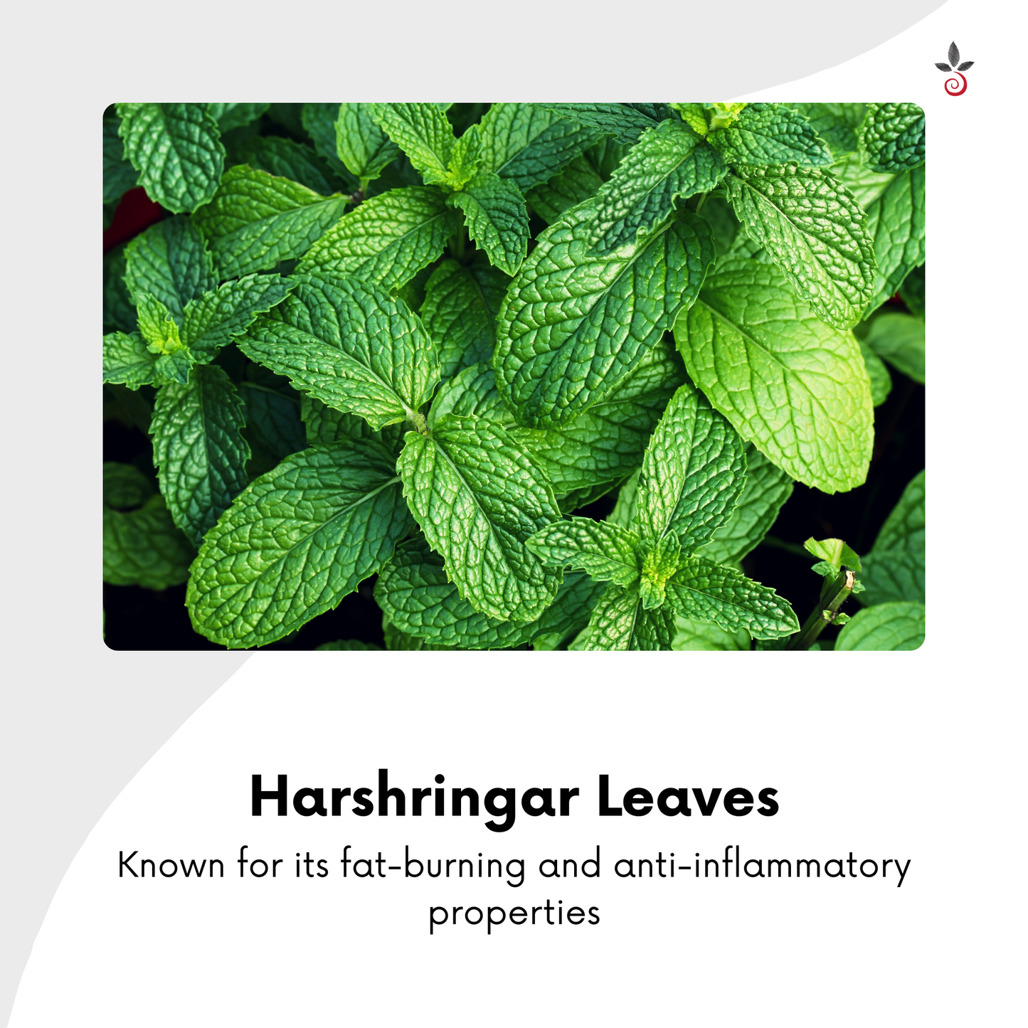 Bhuiamlaki Dry Ginger Harshringar Capsules - Transform Your Body, Elevate Your Wellness - Weight Loss - 120N Bilvam Jaganmaata Herbals Pvt. Ltd.