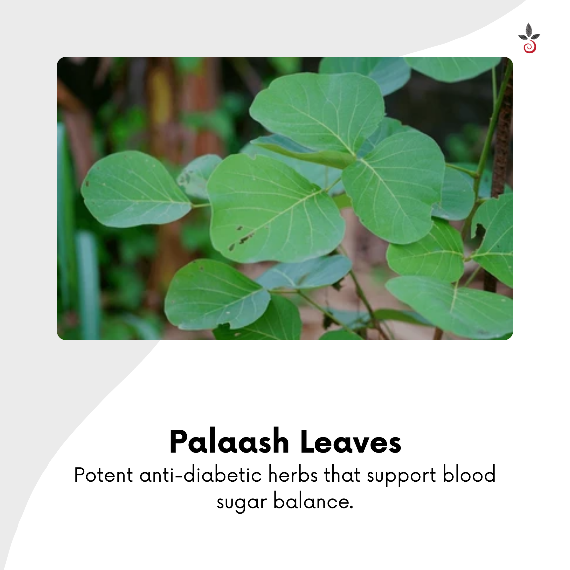 Neem Palaash Tulasi Bael Capsules - The Ayurvedic Formula for Diabetes Care & Organ Protection - 120N Bilvam Jaganmaata Herbals Pvt. Ltd.