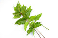 Neem
