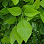 Bael Leaves (Aegle Marmelos)