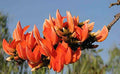 Palaash Flowers